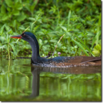 African Finfoot