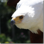 African-Fish-Eagle