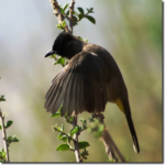 Black-Capped-Bulbul