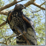 Crowned-African-Eagle