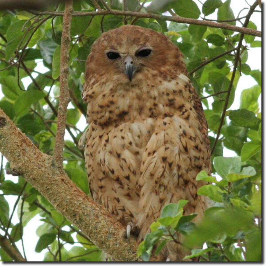 Pels-Fishing-Owl