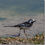 Pied-Wagtail
