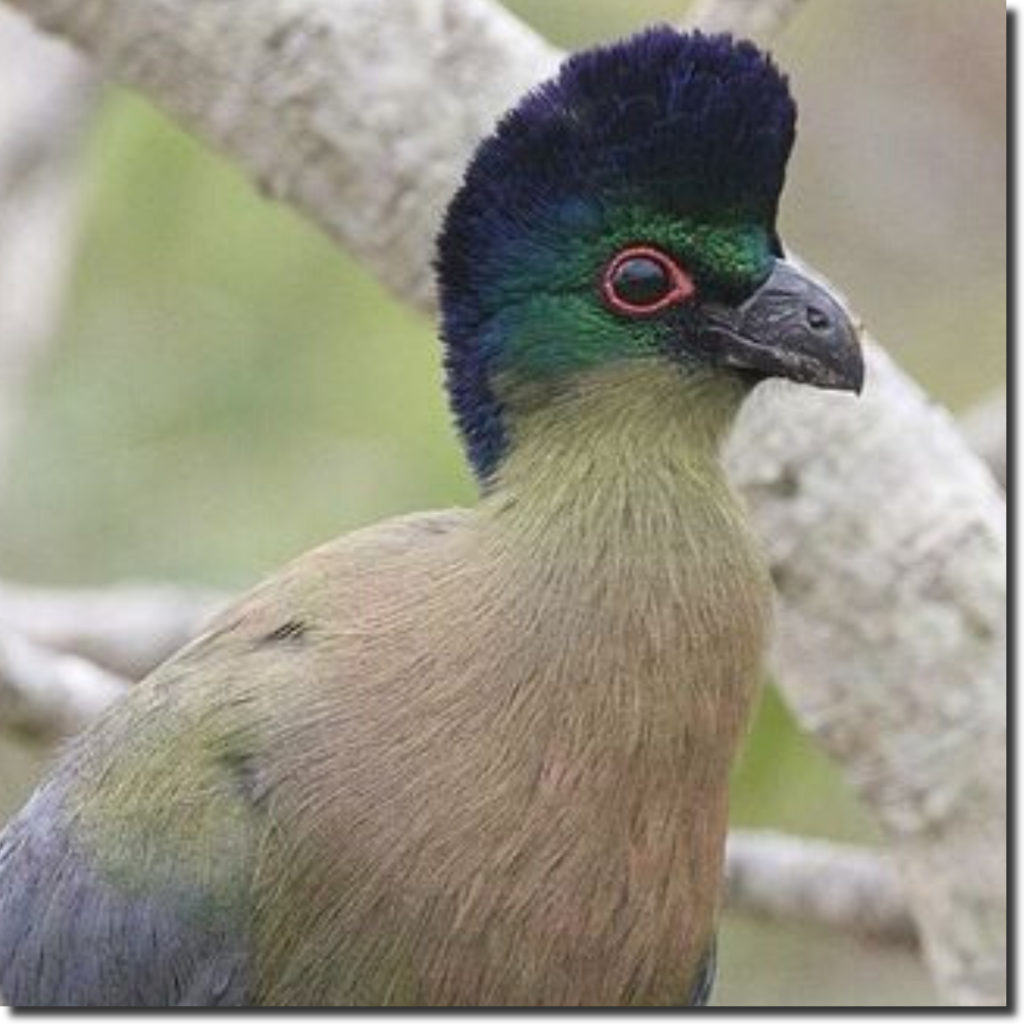 Purple-Crested-Turaco