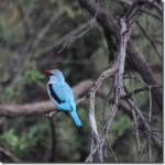 Woodlands-Kingfisher