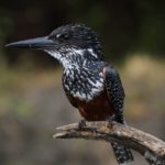 giant-kingfisher-gb07530fa1_1280